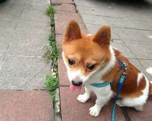 介绍宠物狗的汗腺知识