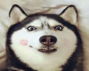 哈士奇犬与阿拉斯加雪橇犬有什么区别？