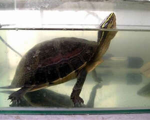 安布闭壳龟饲养环境介绍