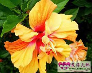 扶桑花的花语：新鲜的恋情 微妙的美