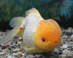 从鱼鳍和体色挑选金鱼