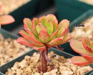 关于多肉植物的木质化