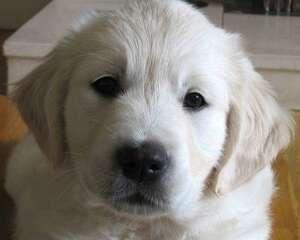 买一只金毛犬大概多少钱