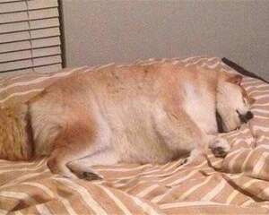 人吃的钙片狗狗可以吃吗?