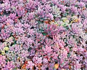 这花别乱养，夹缝里能长一群，扔地上就爬满了！