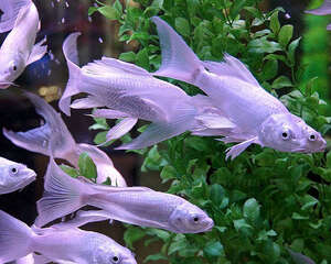 什么是水族箱的平衡状态