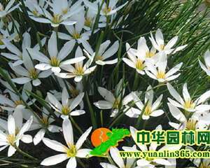 葱兰的保养护理要点“漫谈”