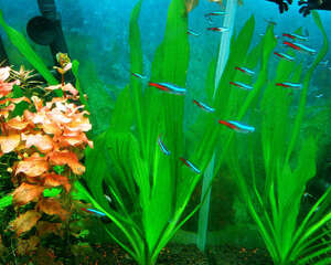 气泵噪音原理及降噪措施