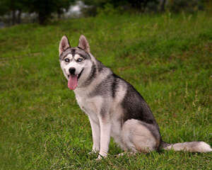 狗狗掉毛的清理办法