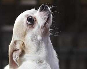 小狗眼屎多怎么办 小狗眼屎多是生病了吗