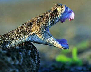 给病蛇打针要注意哪些问题