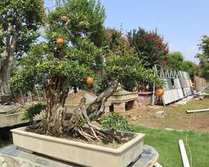 石榴花秋天怎么养