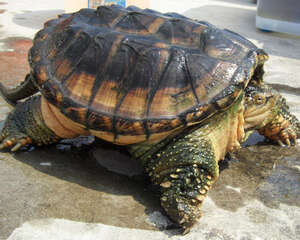 观赏龟养护之蛇鳄龟