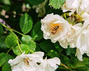 蔷薇花可以扦插吗