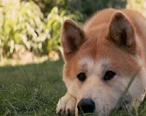 秋田犬好养吗？秋田犬饲养技巧