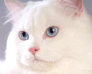 猫厕所应该多久清理一次