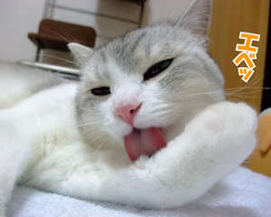 猫咪不能吃的食物详细解说