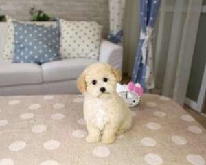 泰迪幼犬日常饮食的注意事项