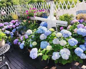 想要花园，现在就建，别等有钱！