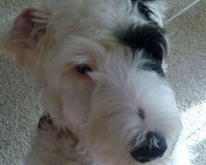 西里汉梗的性格特点