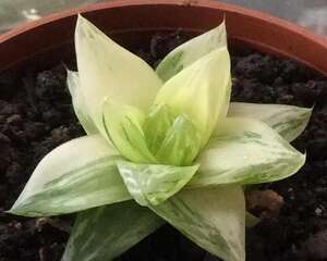 京之华锦Haworthia cymbiformis var. variegata