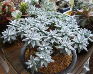 新手养植多肉常见问题大集锦