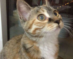 猫咪眼睛浑浊是什么原因？该怎么办？