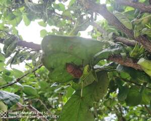 紫荆黄叶的原因和处理办法