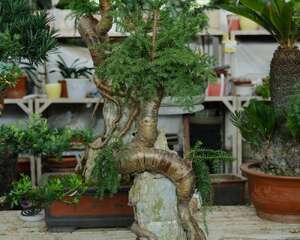 澳洲杉的风水作用