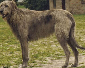 爱尔兰猎狼犬的喂食要点