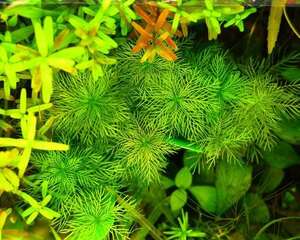 水草褪色和光照强度有关
