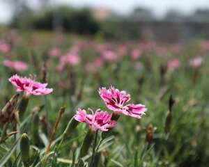 石竹的四季养护方法