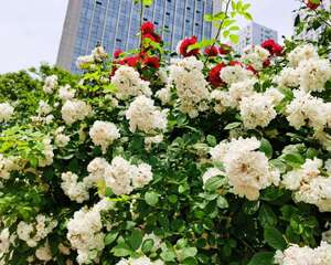 蔷薇花怎么养
