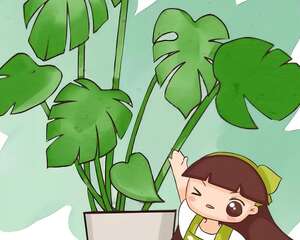 耐阴花摆客厅，没光也能蹭蹭长，净化空气效果好！