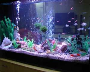 水族箱中的光合细菌简介