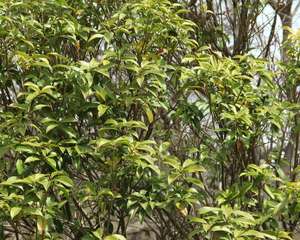 桂花树适合北方种植吗