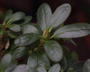 杜鹃花打焉怎么挽救