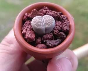 这种多肉，花盆比拇指还小，1月长成小老桩！