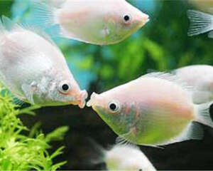 新手如何维持水族箱生态平衡