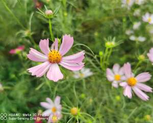 波斯菊常见虫害及防治方法