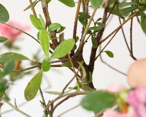 皋月杜鹃的养殖方法和注意事项