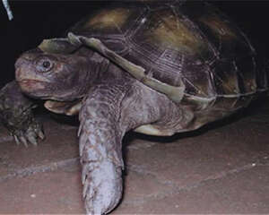 给陆龟吃兔粮真的好吗？