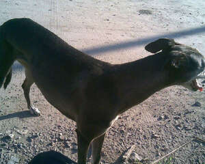 意大利灵缇犬的性格特点