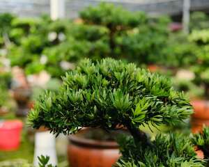 罗汉松常见病虫害及防治方法