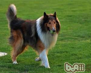 苏格兰牧羊犬到底多少钱？与这些因素相关！