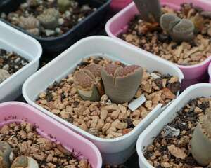 多肉生石花怎么养，哪些品种比较贵？