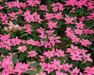 一品红怎么施肥，这样做花超艳！