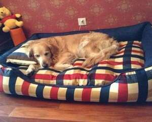 我想养大型犬，需要注意哪些问题？