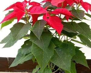 如何防治一品红落叶