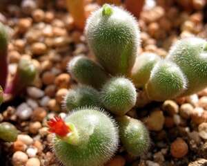 毛肉锥Conophytum stephanii，毛毛长在石头上。